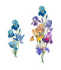 Fototapeta na wymiar The arrangement of flowers. A bouquet of purple and yellow irises. Watercolor Botanical illustration for design for birthday, wedding, Valentine's day.