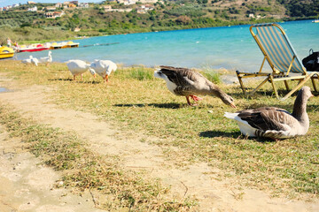 Obraz premium Geese are sunbathing on the beach of Lake Kournas