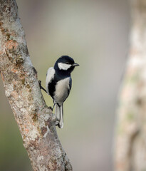 Portrait of Cinereous tit .cinereous tit is a species of bird in the tit family Paridae.