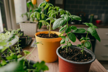 Tomato sprout in a flowerpot on the table