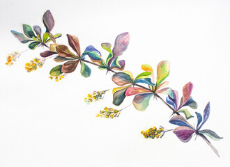 A branch of barberry with berries and yellow flowers. Colorful leaves on white background. Botanical illustration
