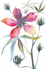 Fototapeta na wymiar Red hibiscus. Watercolor drawing. Branch with flowers and leaves on a white background. Exotic plant 
