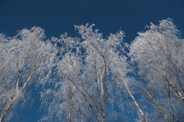 branches in hoarfrost and snow in the winter
