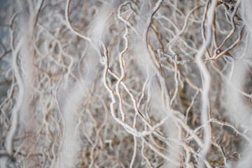 Fototapeta na wymiar branches in hoarfrost and snow in the winter