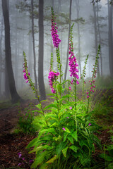  Flower Digitalis purpurea