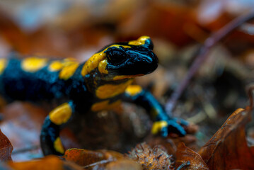 Spotted salamander in autumn