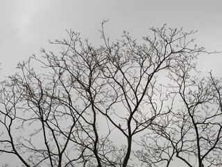 naked branches on gray sky background