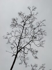 naked branches on gray sky background