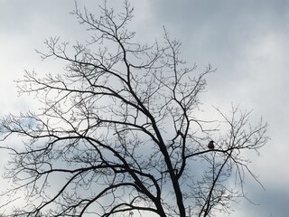 naked branches on gray sky background