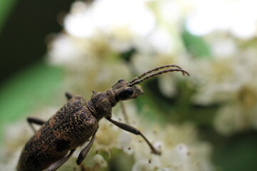 beetle on a leaf