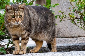 Wild cat with brown fur looking at the camera. Feline animals. urban cats