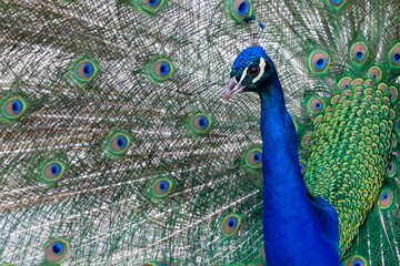 Obraz premium Peacock colored plumage. Colourful feathers. Mating techniques. tropical birds
