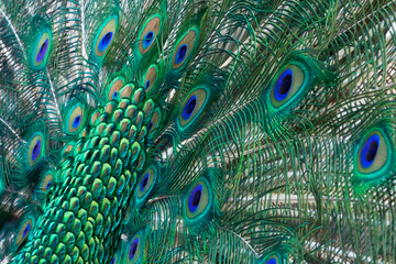 Obraz premium Peacock colored plumage. Colourful feathers. Mating techniques. tropical birds