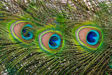 Peacock colored plumage. Colourful feathers. Mating techniques. tropical birds