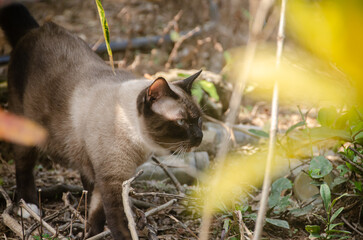 Photo of cat that is walking looking for something