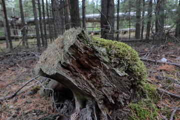 Saint Petersburg, Russia,park on the shore of the Gulf of Finland