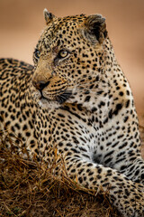 Close up of a big male Leopard.