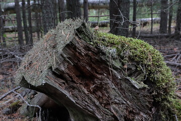 Saint Petersburg, Russia,park on the shore of the Gulf of Finland