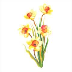 Obraz na płótnie Canvas blooming yellow daffodil flower with leaves botanical watercolor illustration