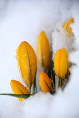 Fototapeta na wymiar Crocuses in the snow
