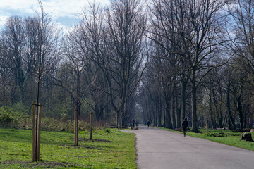 A tree lined boulevard through an urban park