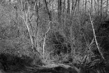 Leafless branches of bush in the winter time in B&W