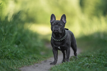 Cute french bulldog puppy resting in spring park