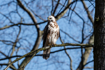Bussard Mäusebussard auf Ast sitzend und spähend