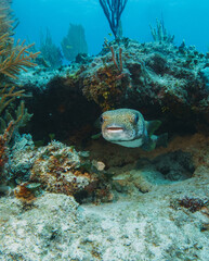 Fototapeta na wymiar close up of a Porcupinefish, Diodon hystrix . scuba diving