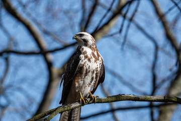 Bussard Mäusebussard auf Ast sitzend und spähend