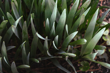 The first green foliage in the spring garden. Green leaves on a flower bed on a sunny spring day.