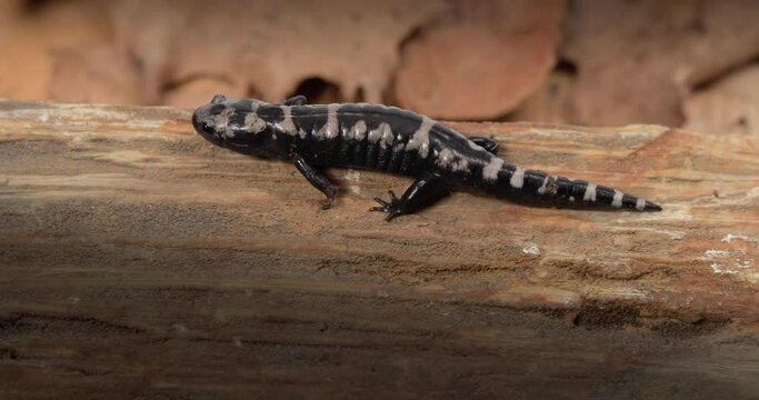 Tiger salamander crawling on  a rock