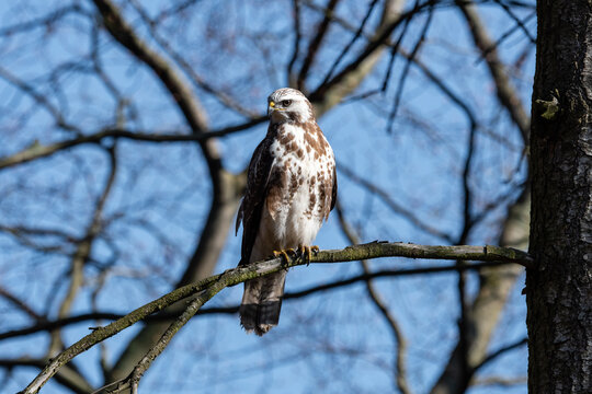 Bussard M&auml;usebussard auf Ast sitzend und sp&auml;hend