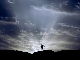 Silhouette of tree on mountain with clouds and sunbeams from behind