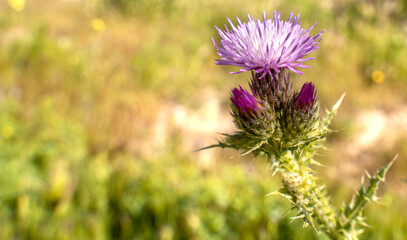 Macro photography of a purple flower during a sunny spring day with copy space