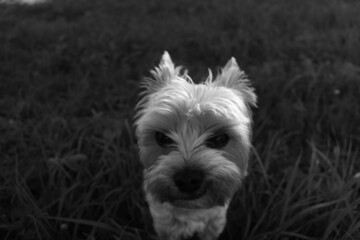 west highland white terrier