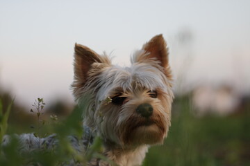 yorkshire terrier puppy