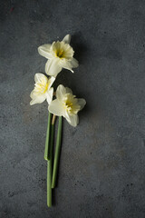 daffodils on a gray background
