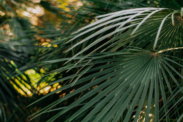 palm leaves tropical texture background closeup nature view of green leaf and palms background. Flat lay, nature concept
