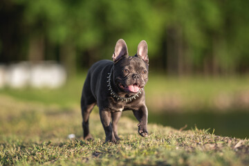 Cute french bulldog puppy walking through the dry grass by the lake on a hot sunny day