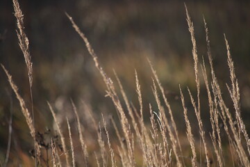 Fototapeta premium reeds in the wind