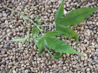cannabis seeds whole on a background of greenhemp leaves