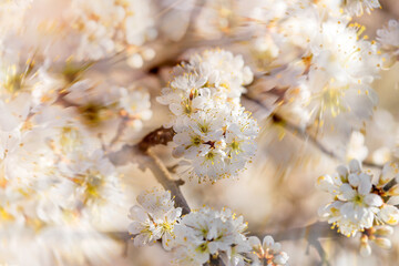 Flowering tree, white cherry blossom, beautiful nature in spring