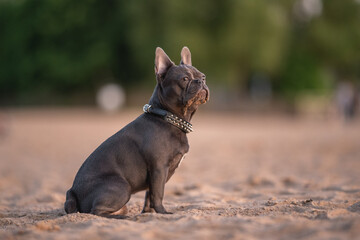 Cute french bulldog puppy resting by the lake on the sandy beach in the rays of the setting sun