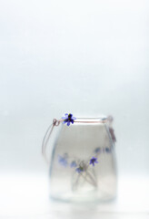 Composition with transparent glass bottles and delicate spring flowers of the liverwort