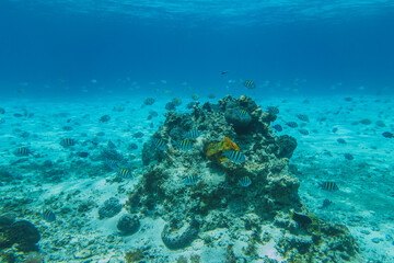 Fototapeta na wymiar school of sargent fish in crystal clear waters of cozumel snorkel