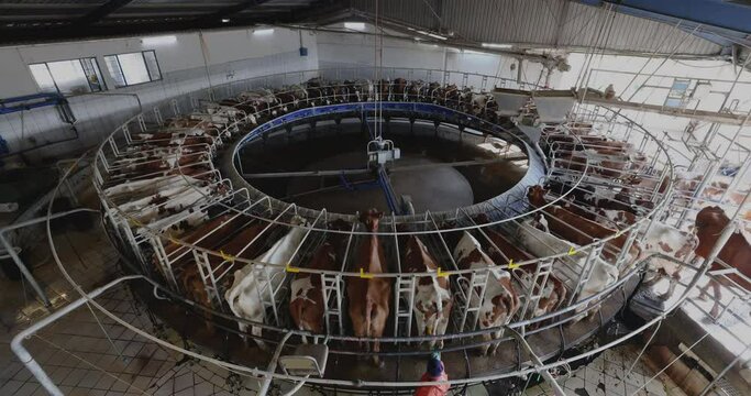 Timelapse.50 Ayrshire dairy cows being milked on a rotating milking machine on a large scale dairy farm. Livestock is a major contributor to climate change
