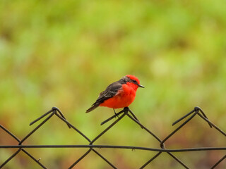Vermilion Flycatcher (Pyrocephalus rubinus) perched on an iron fence on a sunny day