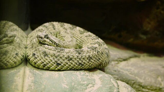 Sidewinder (Crotalus cerastes) in a terrarium
