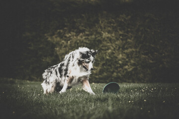 Un chien de race berger australien qui joue dans un parc - obrazy, fototapety, plakaty